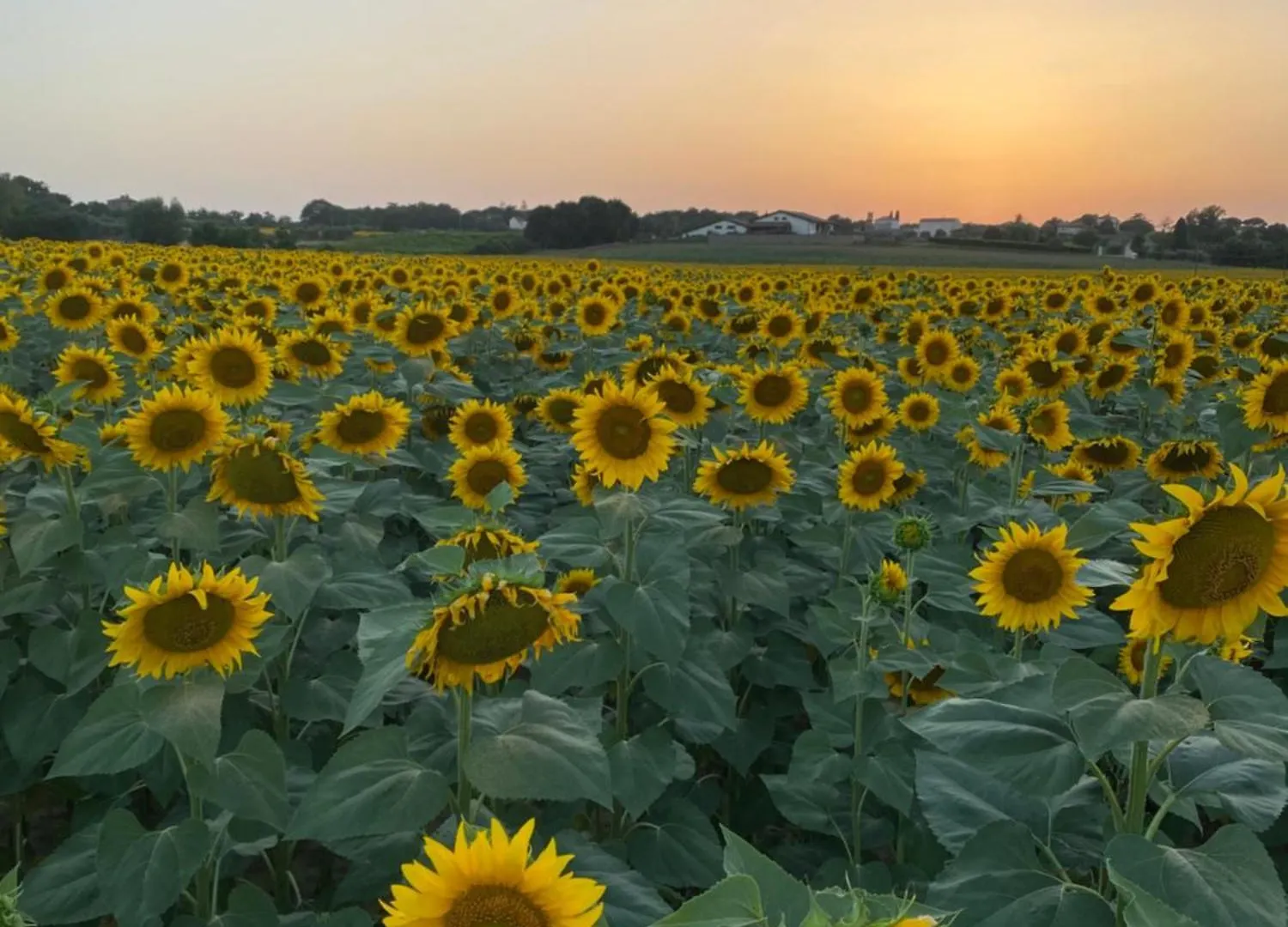 Bed & Breakfast Casale Dell'Assiolo Bed And Breakfast Castiglione del Lago