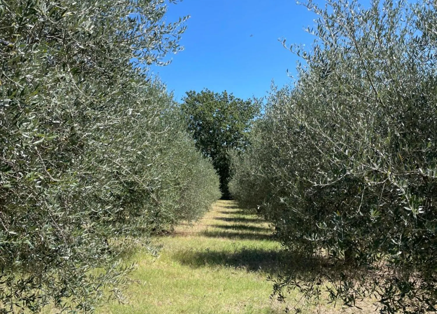 Bed & Breakfast Casale Dell'Assiolo Bed And Breakfast Castiglione del Lago Italy