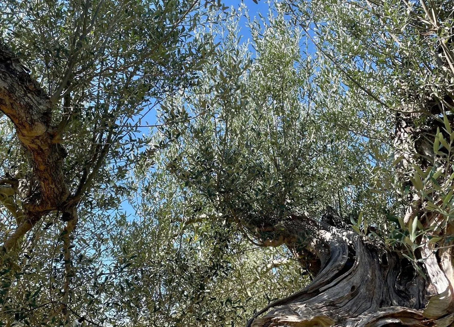 Casale Dell'Assiolo Bed And Breakfast Castiglione del Lago Bed & Breakfast