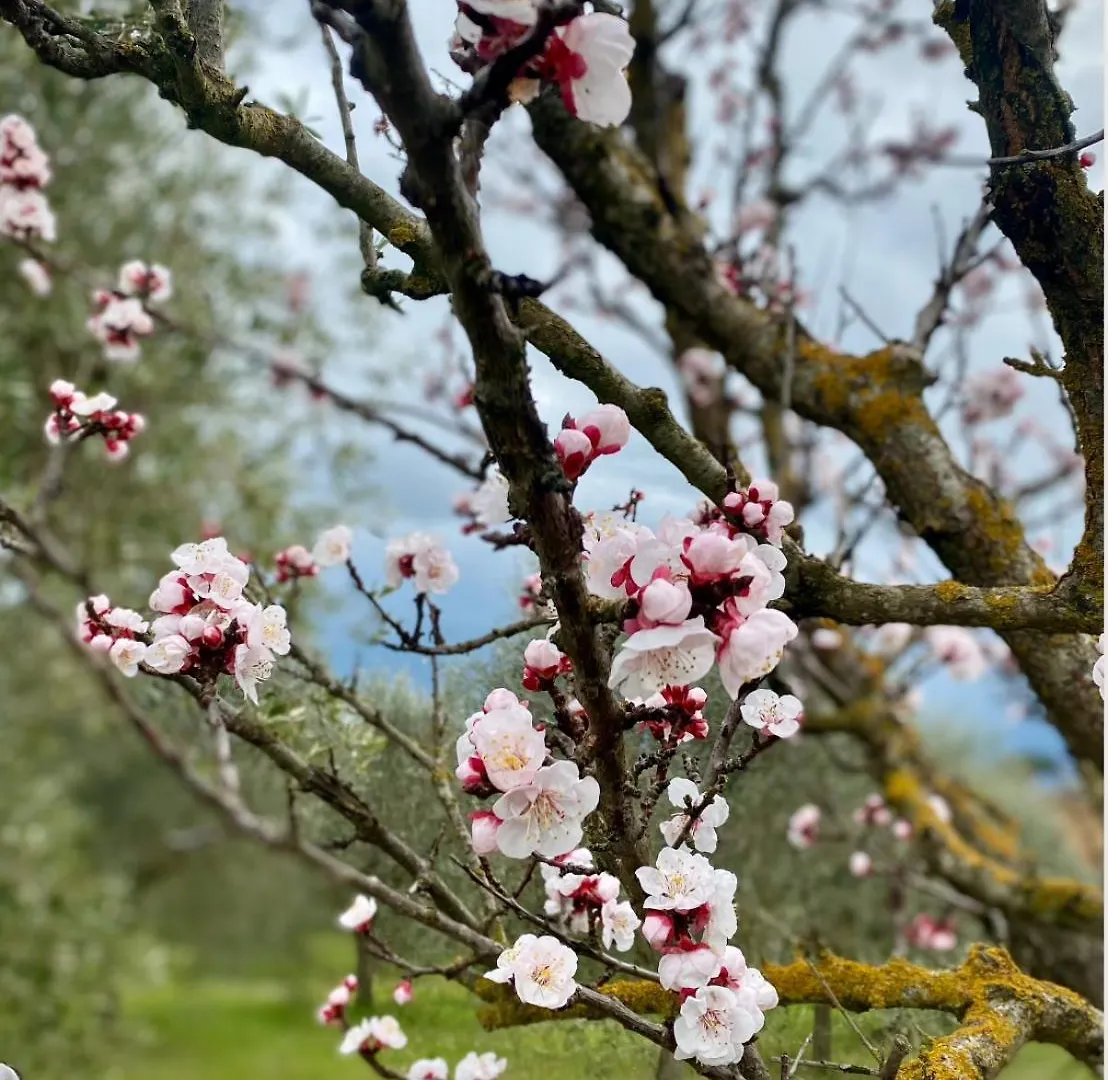 Casale Dell'Assiolo Bed And Breakfast Castiglione del Lago